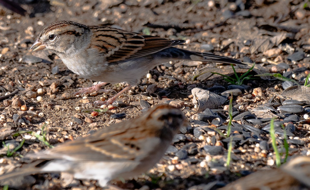 Chipping Sparrow - ML612036813