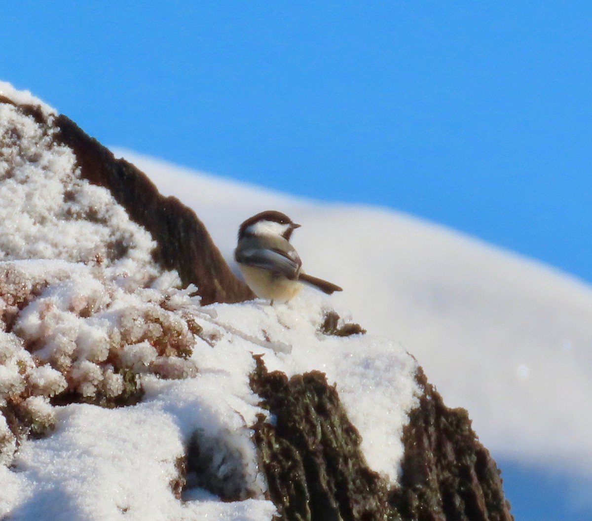 Black-capped Chickadee - ML612036822