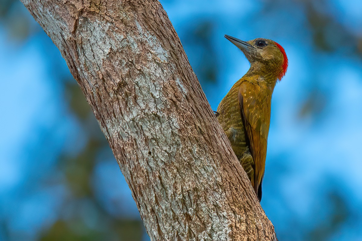 Little Woodpecker - Jaap Velden