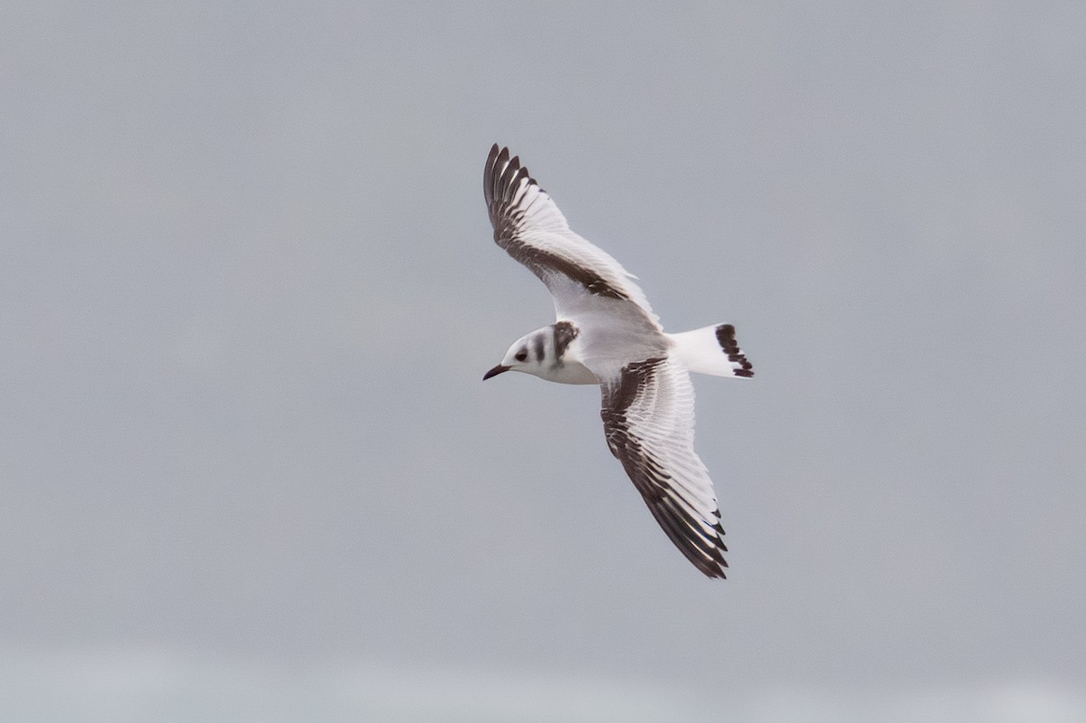 Black-legged Kittiwake - Çağan Abbasoğlu
