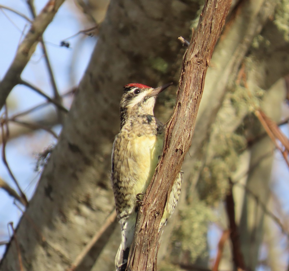 Yellow-bellied Sapsucker - ML612037018