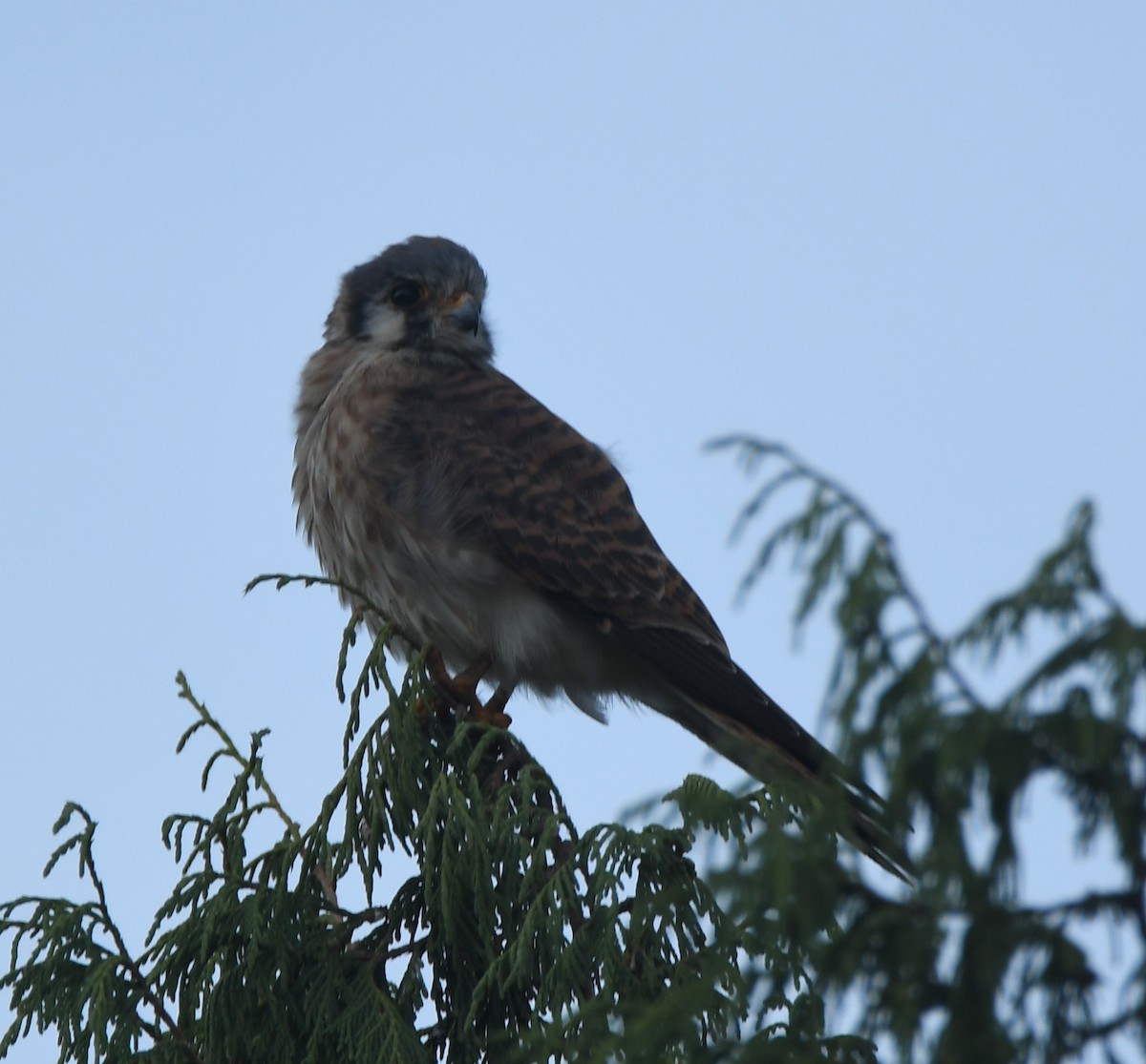 American Kestrel - ML612037087