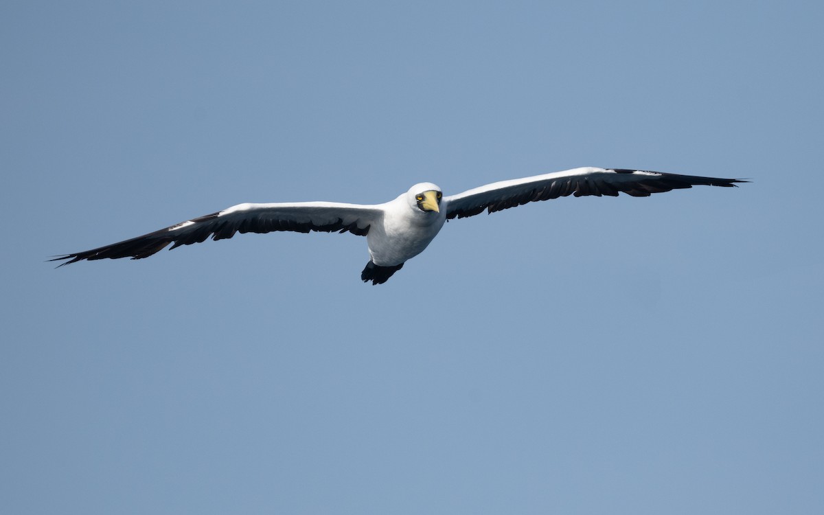 Masked Booby - ML612037109