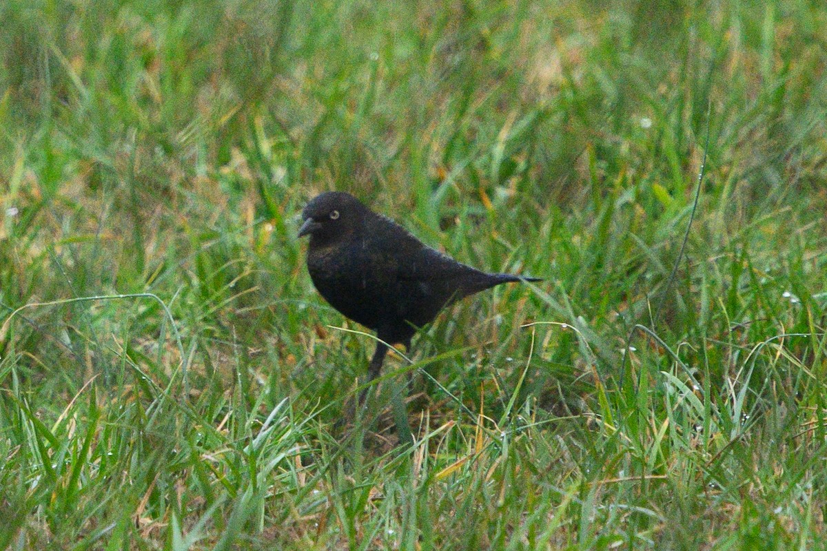 Rusty Blackbird - ML612037135