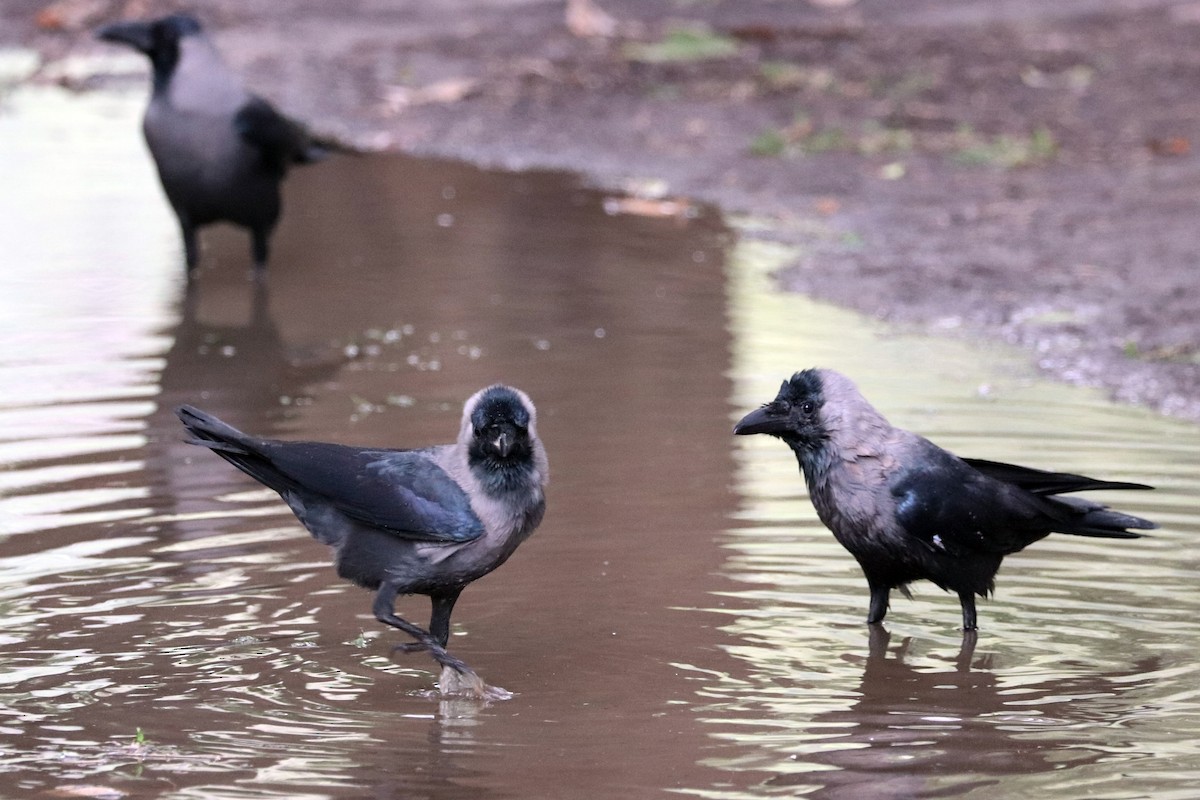 House Crow - ML612037162