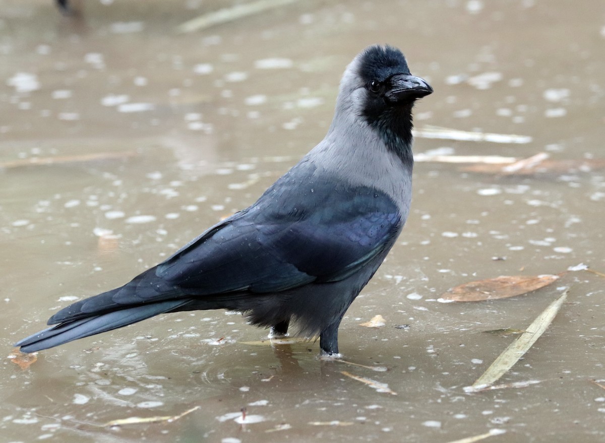 House Crow - ML612037163