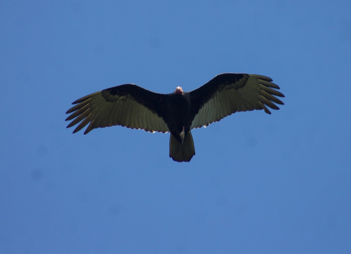 Turkey Vulture - ML612037251