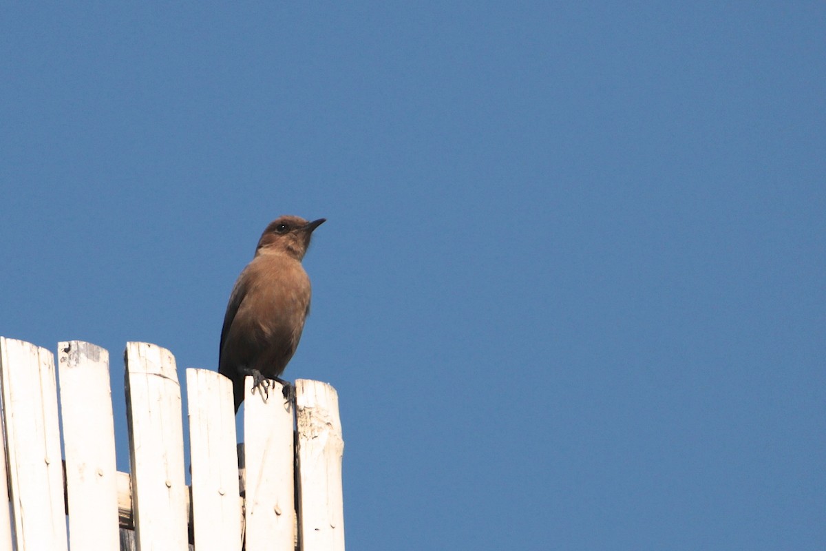 Brown Rock Chat - ML612037314
