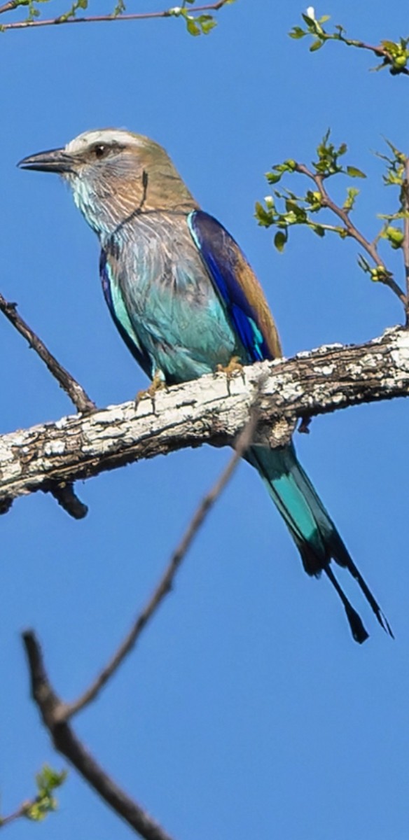 Racket-tailed Roller - ML612037317
