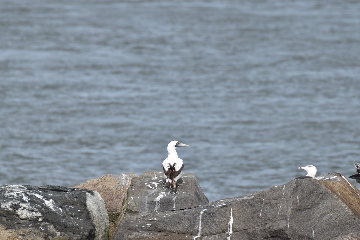 terej maskový - ML612037352