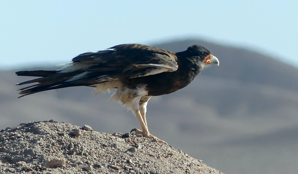 Mountain Caracara - N Jones