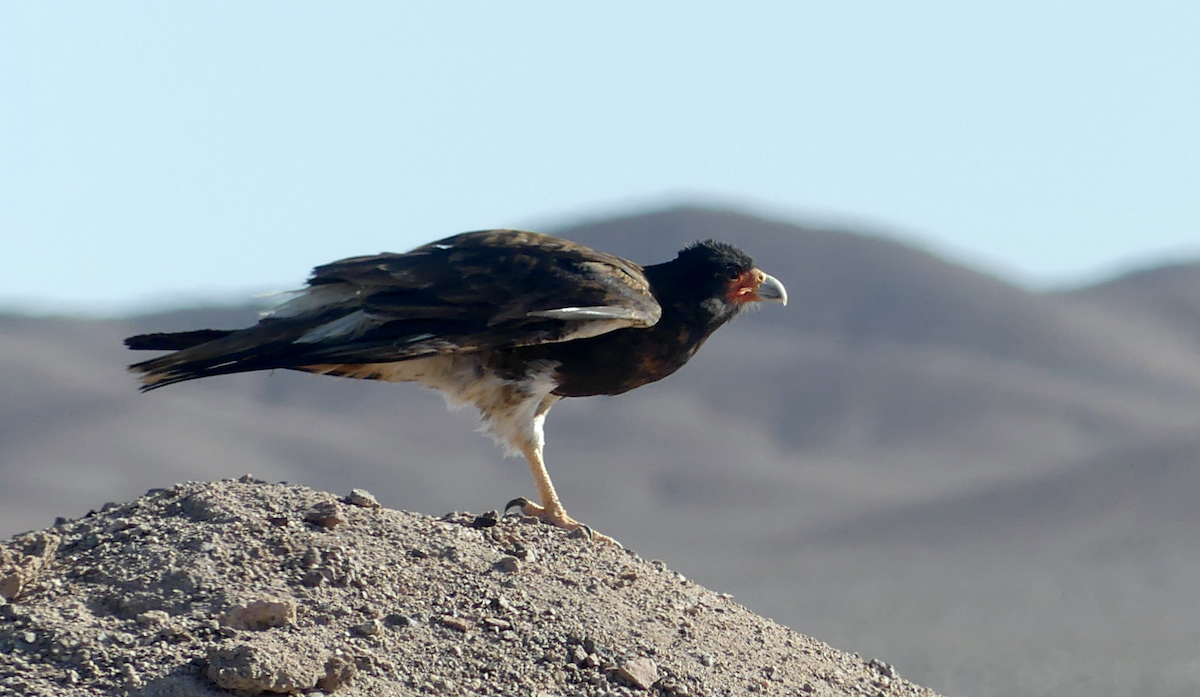 Mountain Caracara - ML612037384