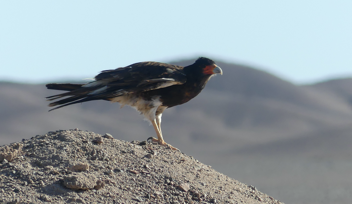 Mountain Caracara - ML612037386