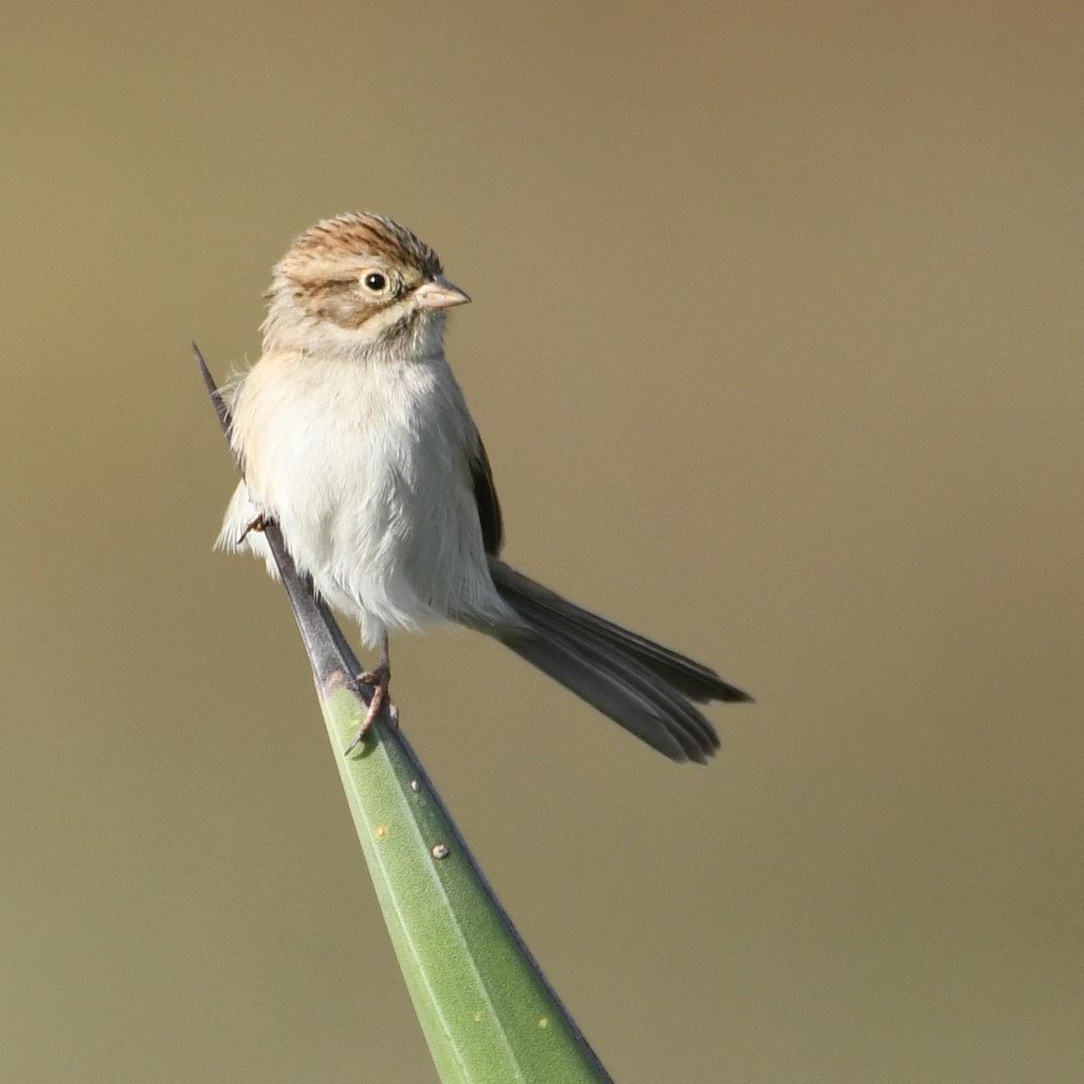 Brewer's Sparrow - Leonardo Guzmán (Kingfisher Birdwatching Nuevo León)