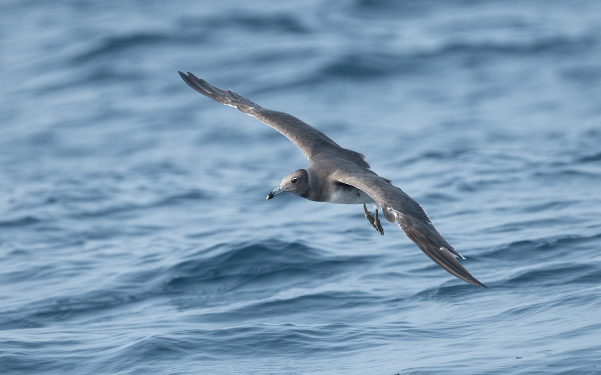 Sooty Gull - ML612037482