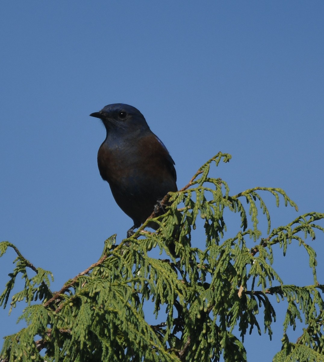 Western Bluebird - Leonardo Guzmán (Kingfisher Birdwatching Nuevo León)