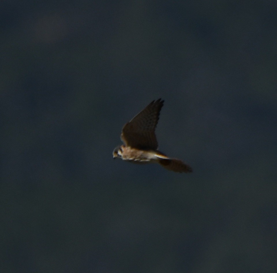 American Kestrel - ML612037491