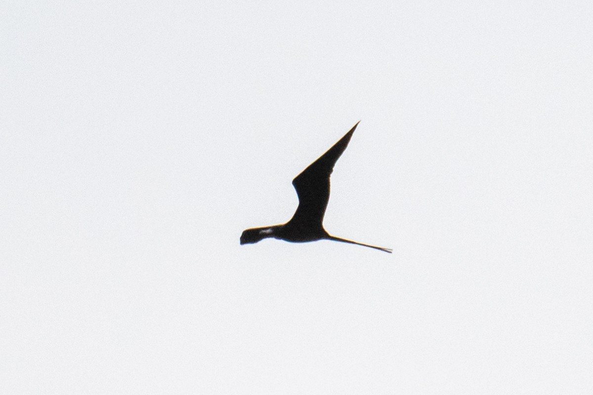 Magnificent Frigatebird - ML612037492
