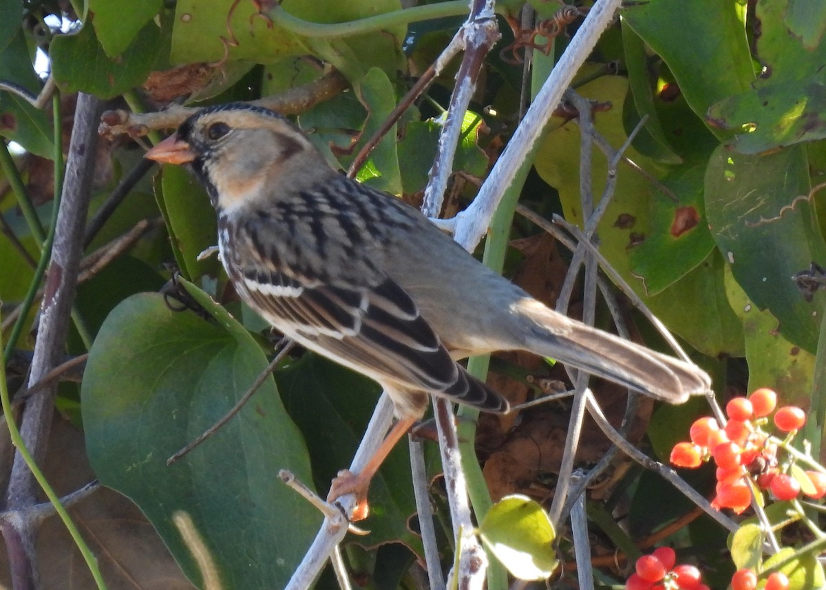 Harris's Sparrow - ML612037523