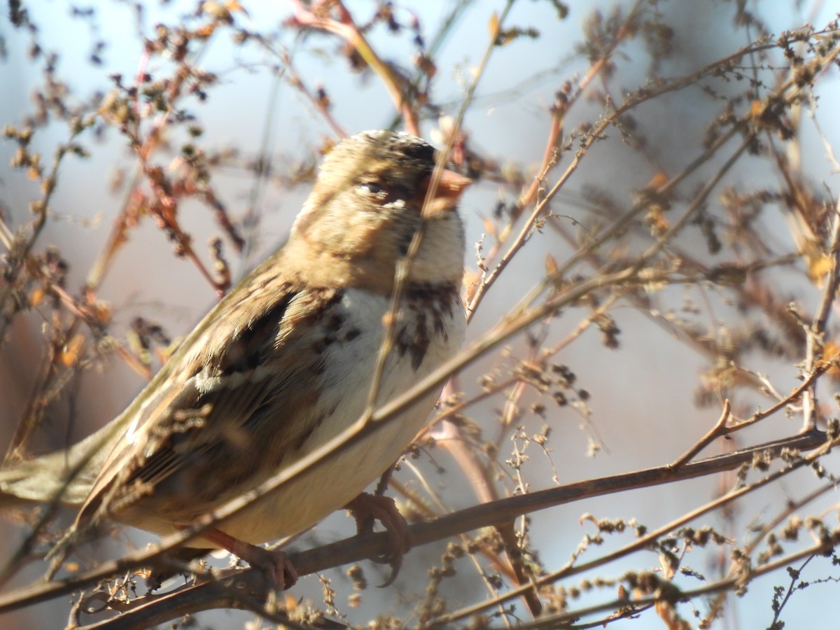 Harris's Sparrow - ML612037524