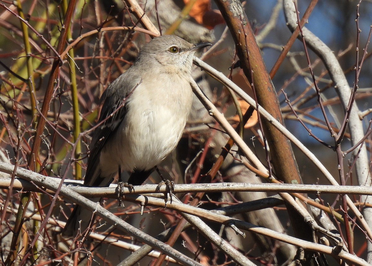 Northern Mockingbird - ML612037526