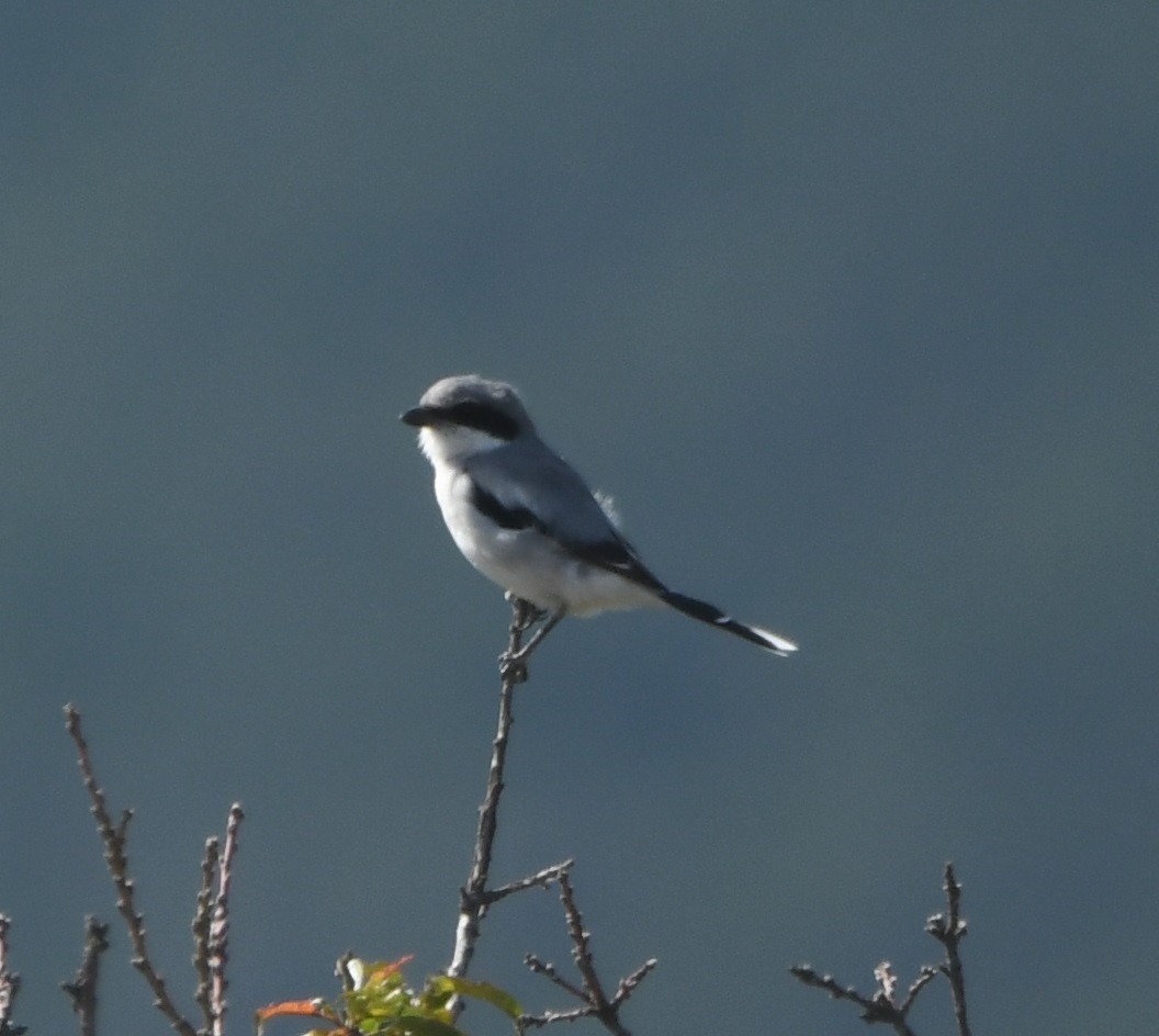 Loggerhead Shrike - ML612037528