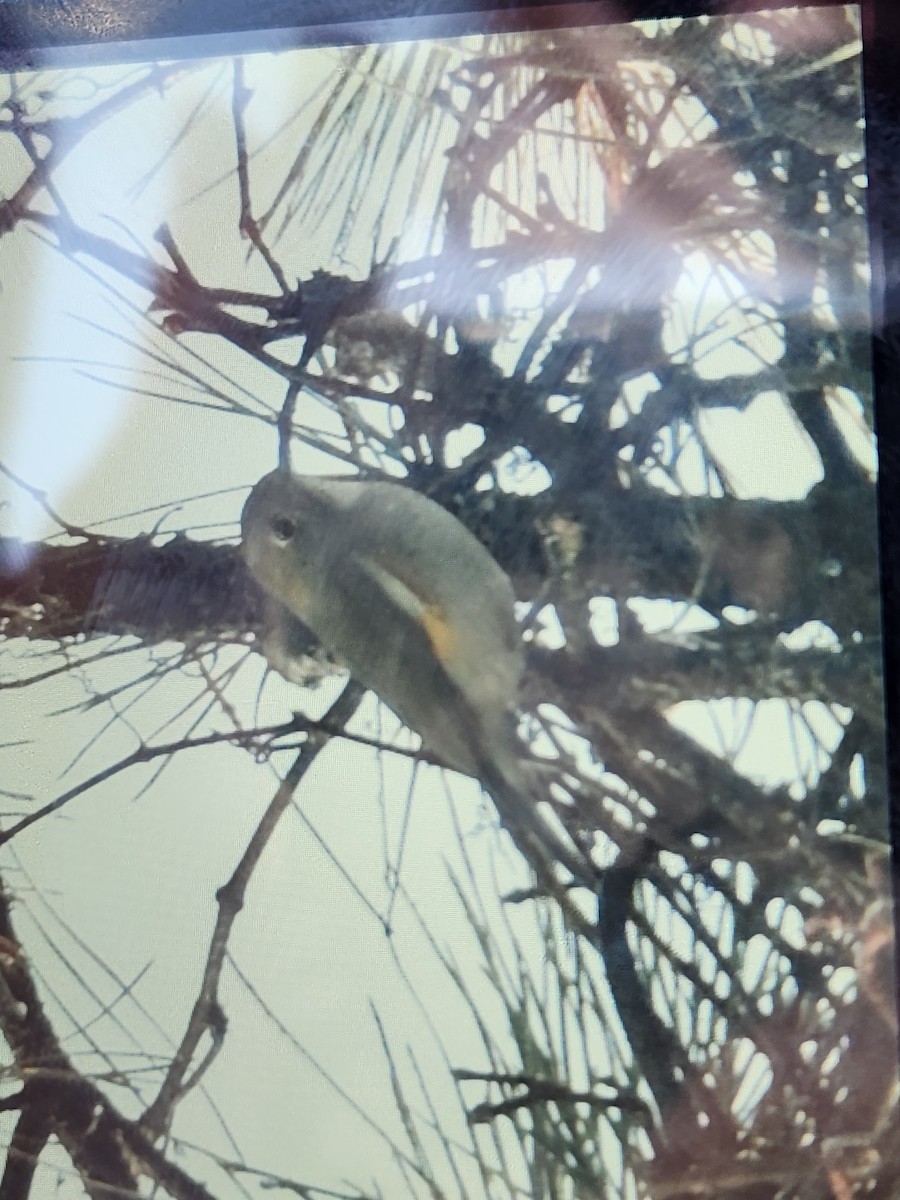 Red-flanked Bluetail - ML612037551