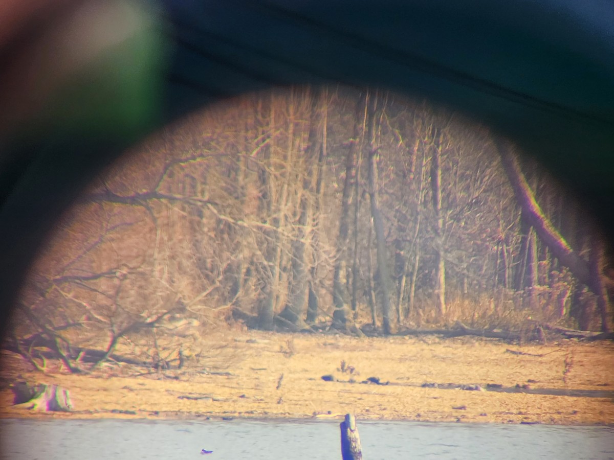 White-faced Ibis - ML612037579