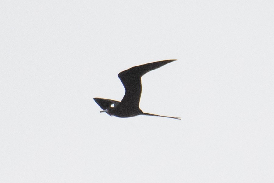 Magnificent Frigatebird - ML612037588