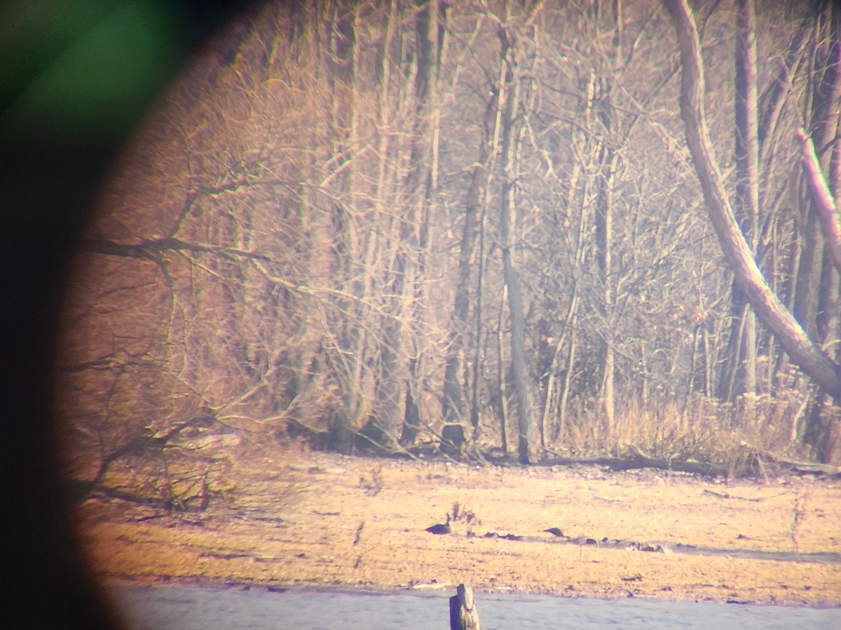 White-faced Ibis - ML612037662
