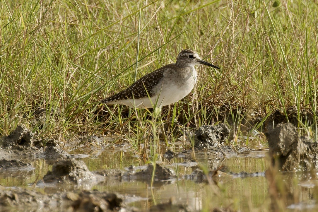 Bruchwasserläufer - ML612037669