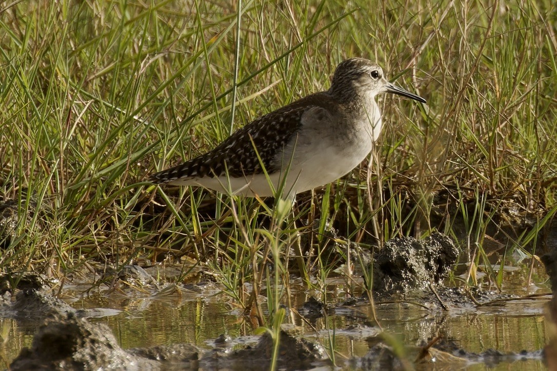 Bruchwasserläufer - ML612037670