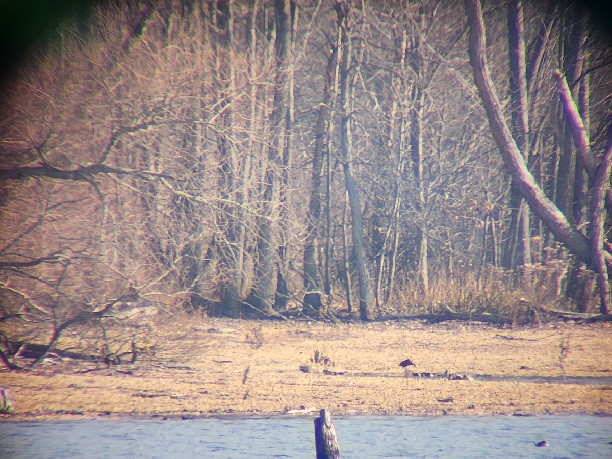 White-faced Ibis - ML612037735