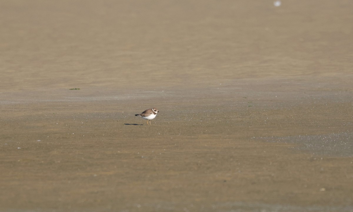 Semipalmated Plover - Alan Kneidel