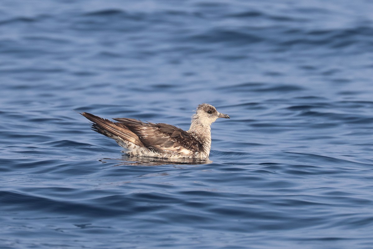 Parasitic Jaeger - ML612037824