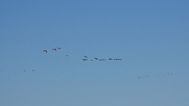 Sandhill Crane - ML612037838