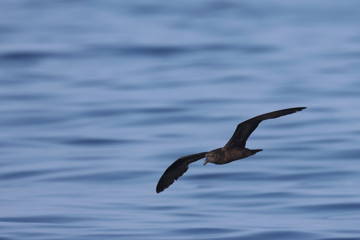 Jouanin's Petrel - ML612037852