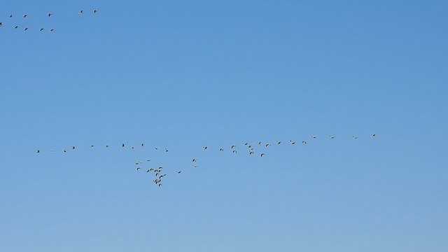 Sandhill Crane - ML612037876