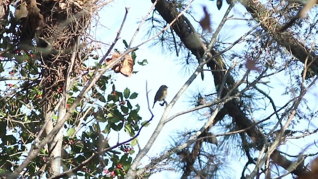 blåstjert - ML612037888