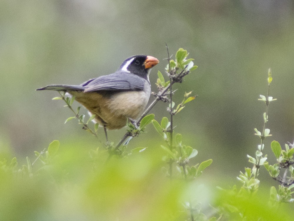 Golden-billed Saltator - ML612037926