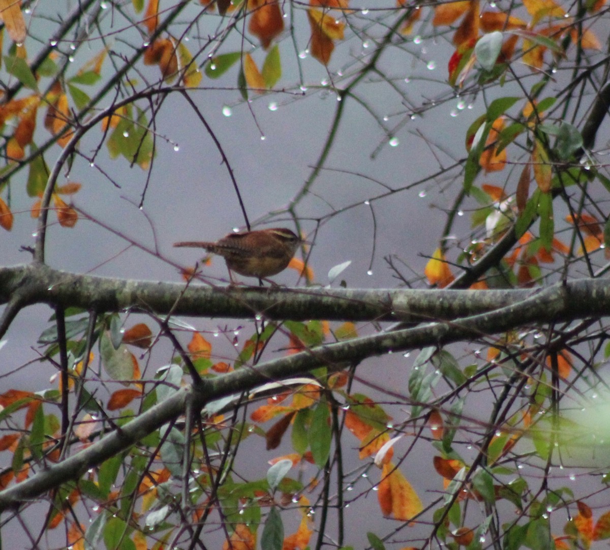 Carolina Wren - ML612038023