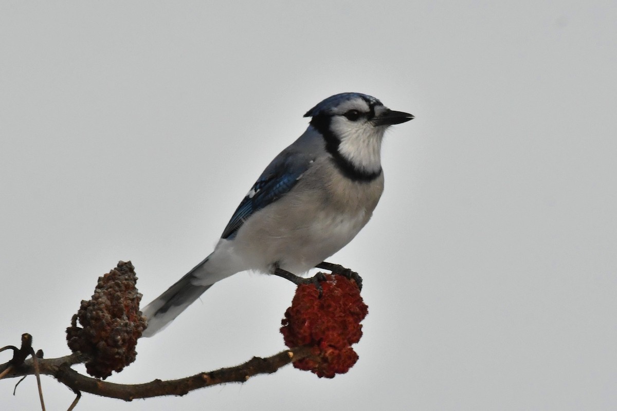 Blue Jay - ML612038086