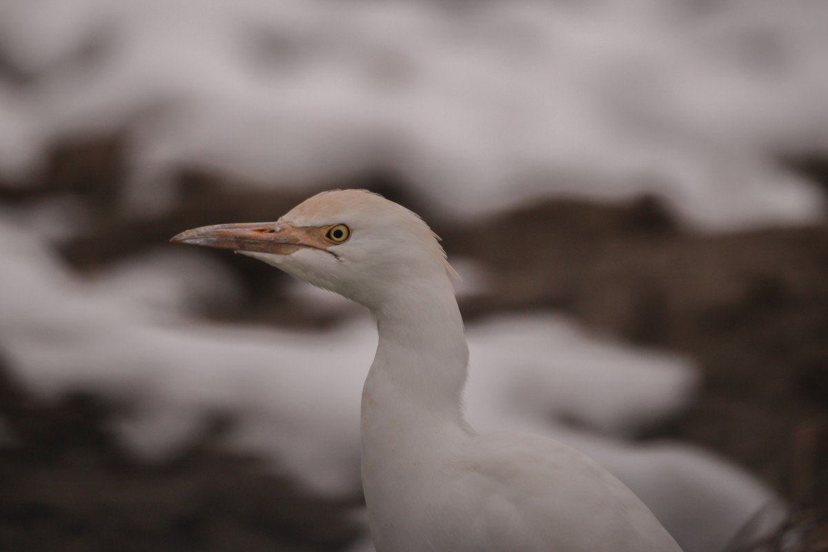 Western Cattle Egret - Rocco Nekić