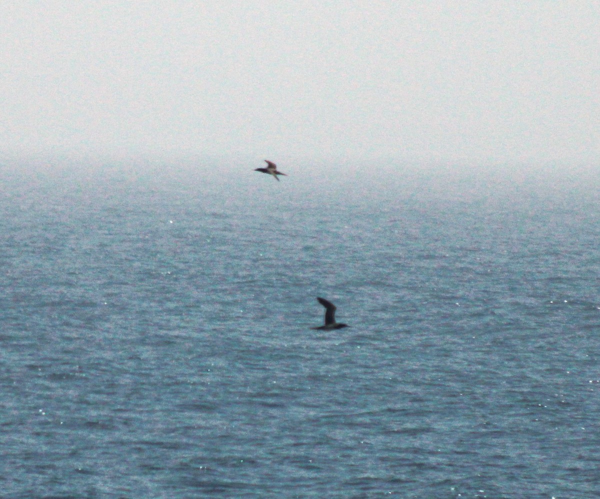 Brown Booby - ML612038118