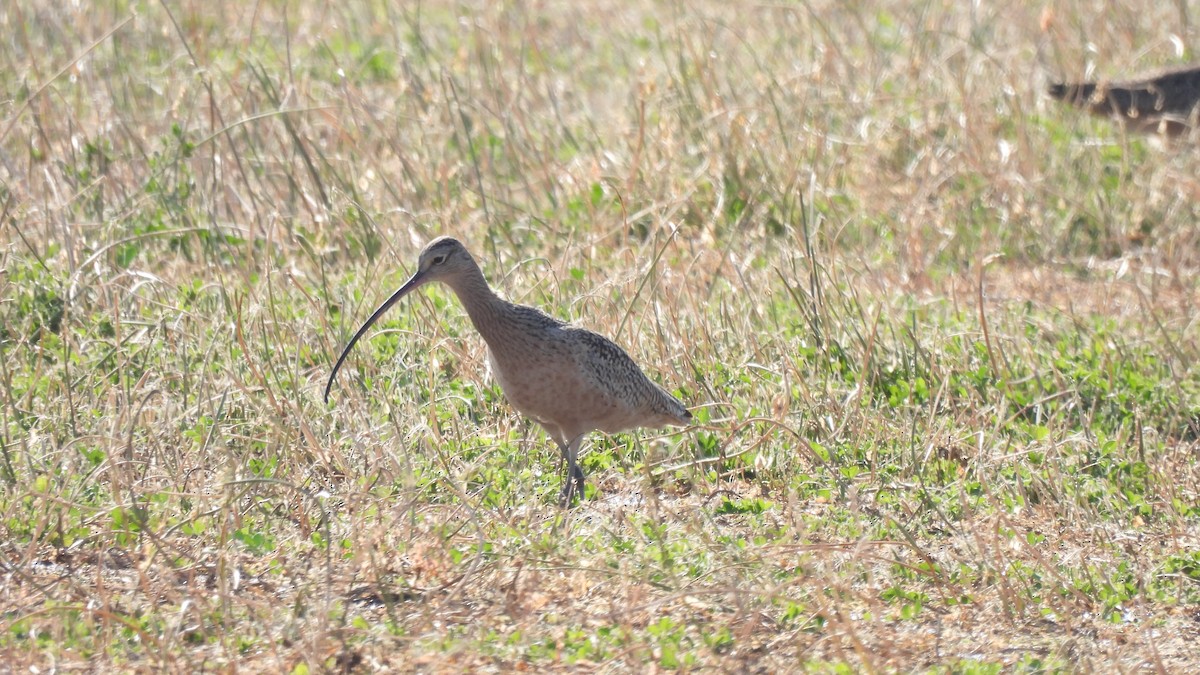 Long-billed Curlew - ML612038199