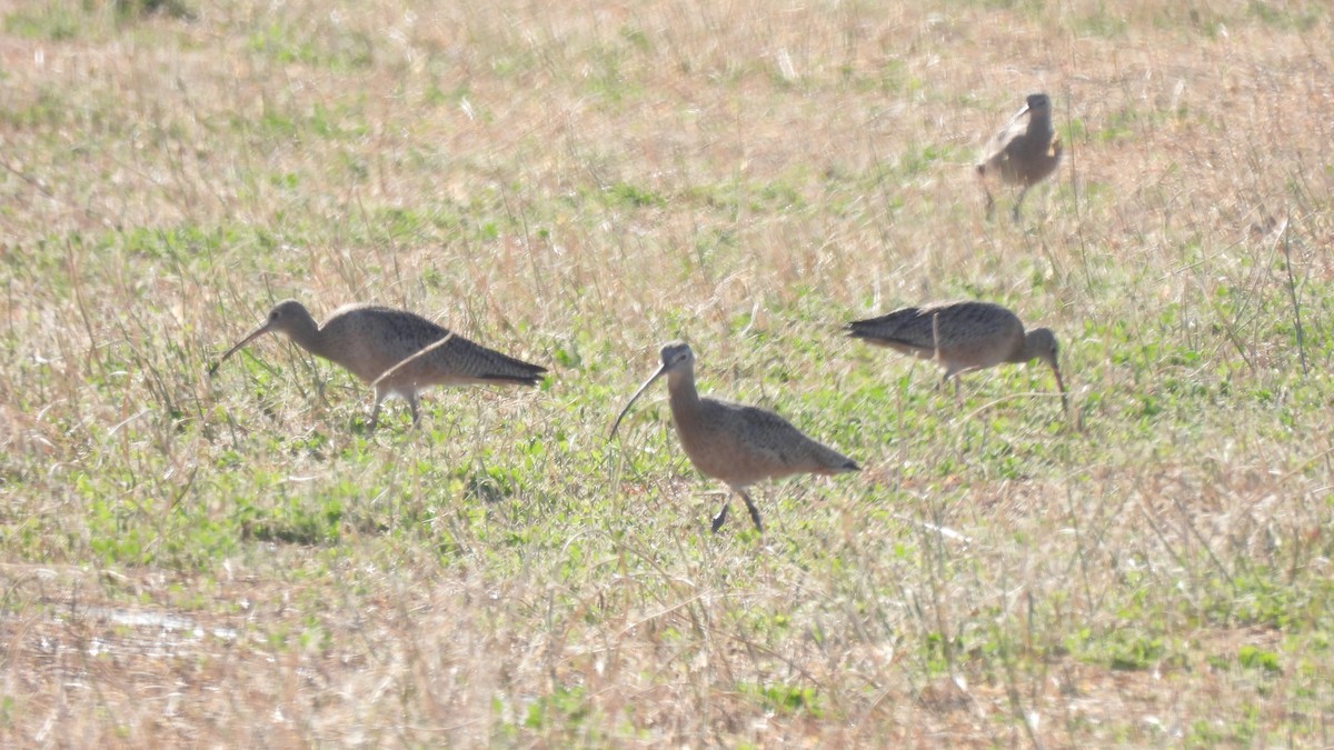 Long-billed Curlew - ML612038201