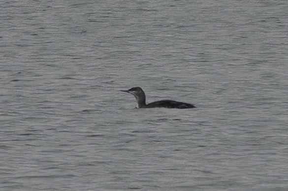 Red-throated Loon - ML612038210