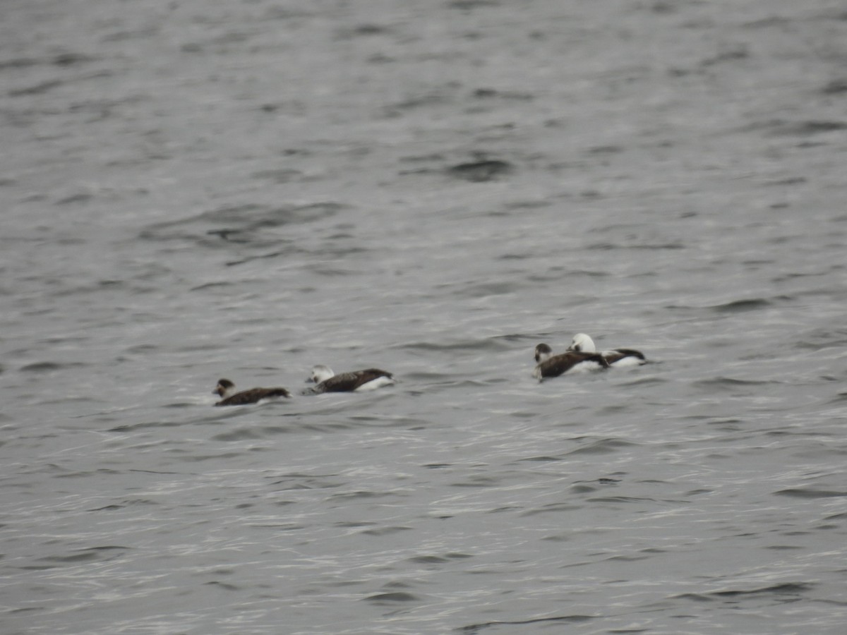Long-tailed Duck - ML612038214