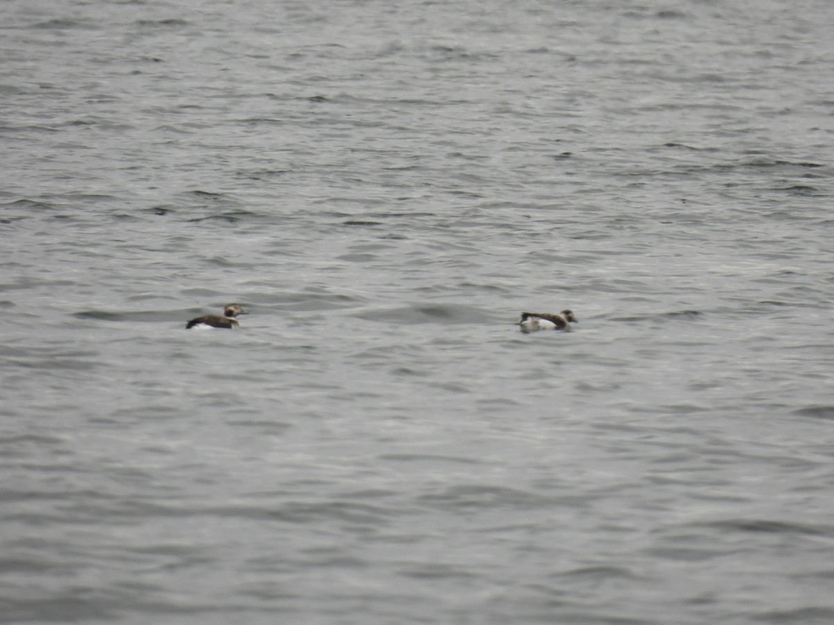 Long-tailed Duck - ML612038215