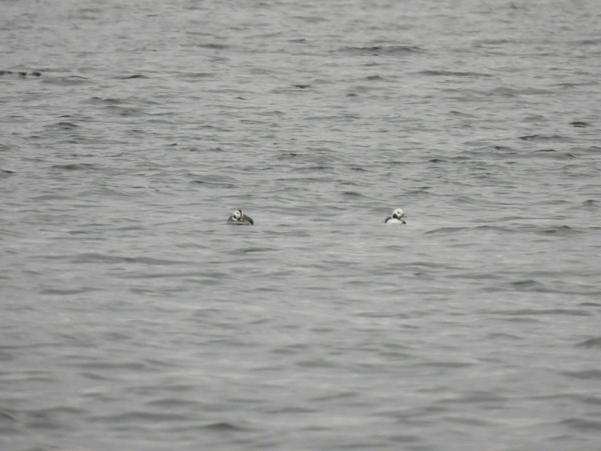 Long-tailed Duck - ML612038216